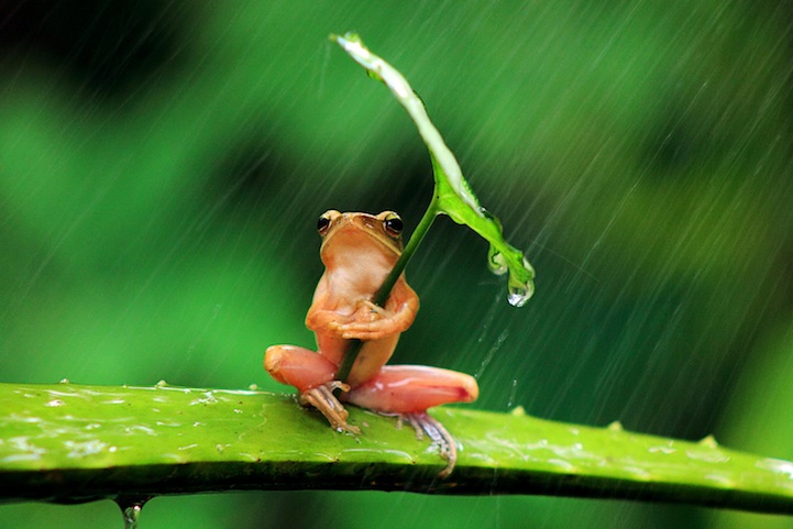 froggy with umbrella